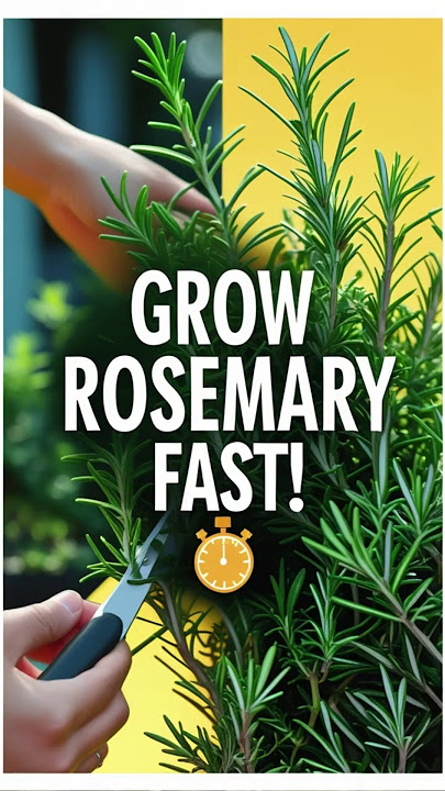 Tumbuhkan Rosemary dengan CEPAT menggunakan 3 Tips Mudah Ini