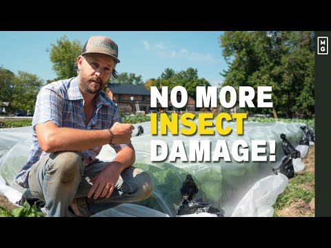 Vidéo: Insect Friendly Garden Ideas - Apprenez à créer un jardin d'insectes