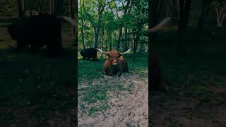 Park Meer en Bos and the beach dunes in The Hague #visitholland #discoverholland