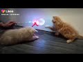 котики