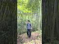 Oasis in a bamboo forest🎋*特別な許可を得て撮影しております。#underwater #underwaterworld #水中動画 #水中撮影 #japan