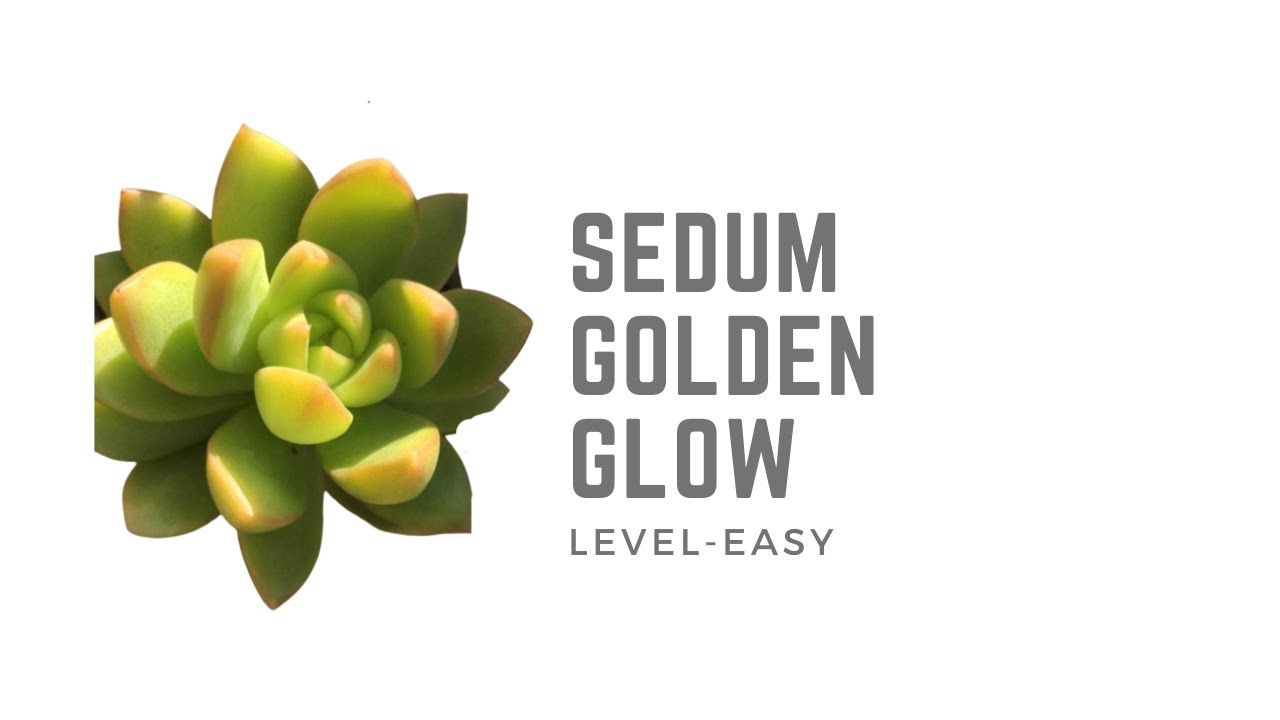 || SEDUM GOLDEN GLOW || CARE TIPS ||