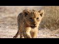 Tiny lion cub joins the pride talamati pride