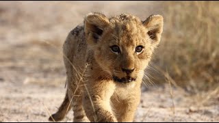 Tiny Lion Cub Joins the Pride (Talamati Pride)