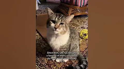 Video of adoptable pet named Leo