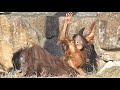 岩登りに何度も挑戦したロキちゃん・オランウータン