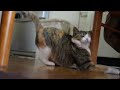 猫の運転がドジすぎて笑う