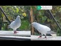 Afghan pigeons کفتر افغانی