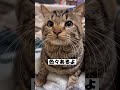 ハチは生まれつき脳と後ろ脚に障害があります🐱今日も毛布職人は忙しい！#ねこ #癒し #ねこ動画 #障害猫