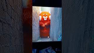 The real reason why Turning Red didn't make the theaters