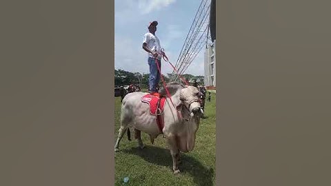 kontes sapi di Jember
