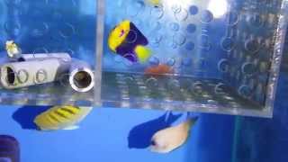 20150813 新進靚魚+庫存