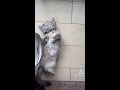 【#shorts】へそ天で爆睡する子猫【キュン死注意】