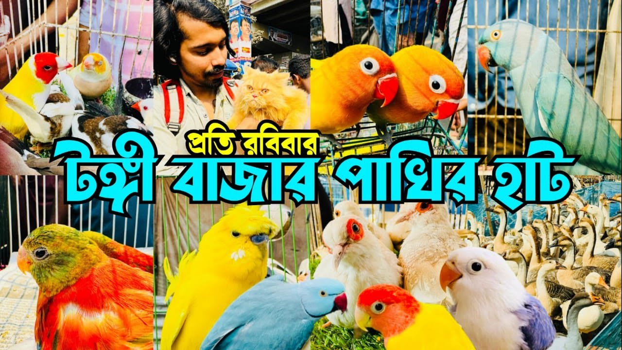 প্রতি রবিবার জমজমাট টঙ্গী পাখির হাট | Tongi Bazar Pakhir Hat | Tongi Pakhir Hat 23/11/25 