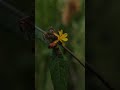 mobile photography #viral #nature #video #photography #birds #butterflyshorts #shorts