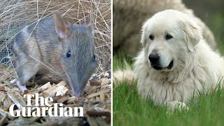 Giant Maremma 'guardian' dogs protect endangered bandicoots in Australia