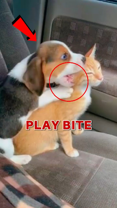'What Is Your Beagle Trying to Say? These 3 Will Blow Your Mind #animals #beagleshorts #talkingdogs