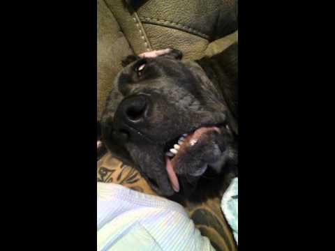 Sleepy Snoring Cane Corso wakes up funny