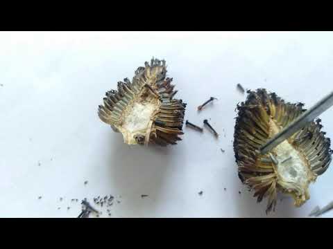 Collecting seeds of