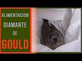 Alimentación cría de Diamante de Gould