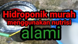 Nutrisi alami hidroponik murah tanpa AB Mix