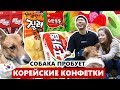 СОБАКА пробует КОРЕЙСКИЕ КОНФЕТКИ