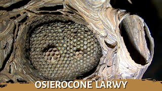 Osierocone larwy - usuwanie gniazda - likwidacja gniazda - gniazdo szerszeni - szerszenie