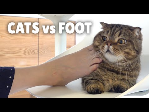 Cats vs Foot | Kittisaurus