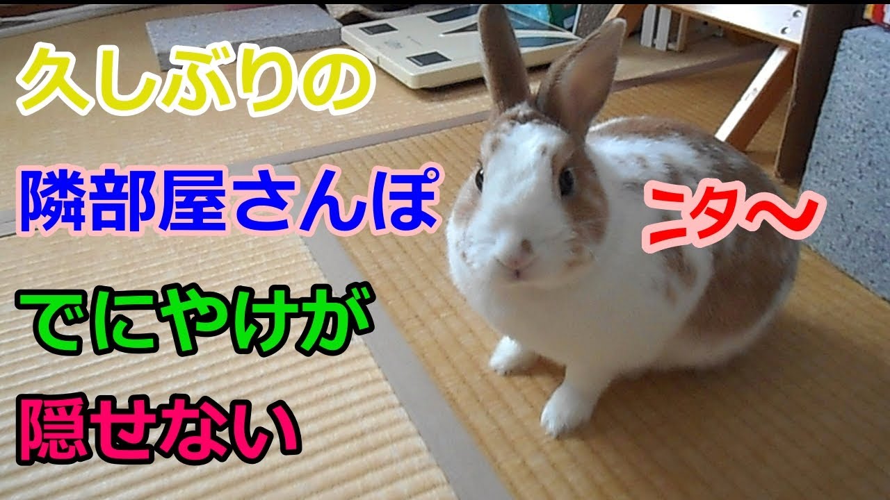 お家遊びで運動不足なうさぎを解消したあげたい Youtube お家遊びで運動不足なうさぎを解消したあげたい Youtube
