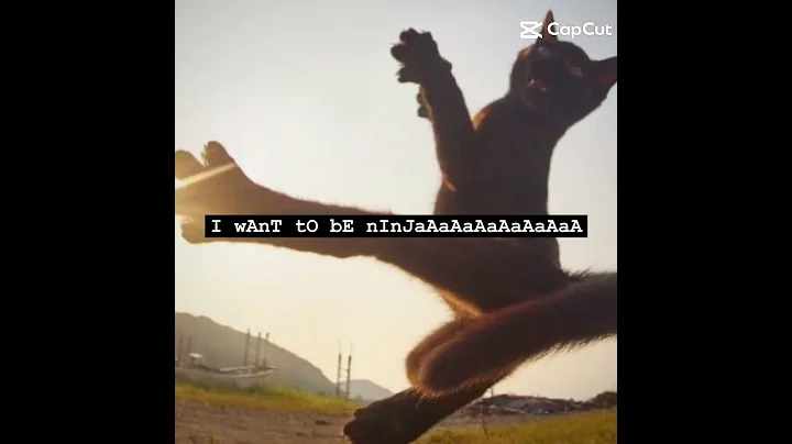 I WAMT TO BE NINJAAAAAAAAAA  #funny #random #lol #idk #cats #steakwad