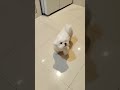 Jadu like a crocodile 🥰 ( subscribe 🥰) #puppy #funny #shorts #subscribe @Tarsipoe24