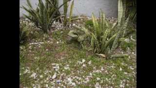 Lizard model in realistic environment