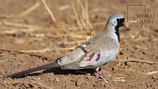 Interesting facts about little brown dove by weird square