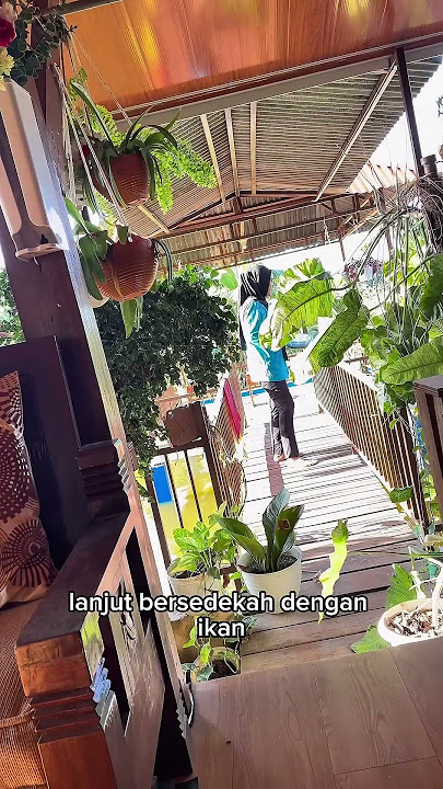 Manfaat bunga telang #rumahkebun #tanaman #sayuran #tanamahias #kolamikan