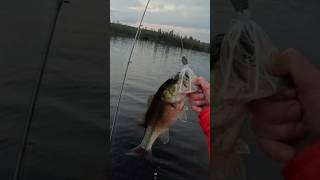 Chunker on the white chatterbait #bassfishing #largemouthbass #fishing #fishingvideo #boatfishing