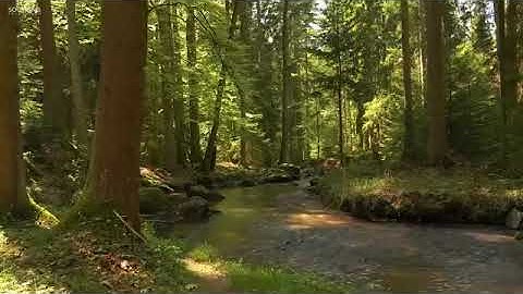 سورة القلم - - صوت يأخذك إلى عالم الخيال 💛💛راحه نفسيه 🌸