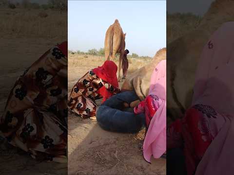 انظر إلى هذا الجمل الجالس وجسم أسود عالق في قدمه والفتاة تسحبه