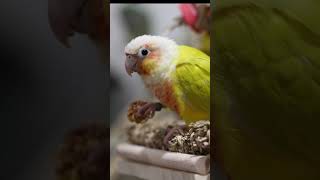 Свободу попугаям! #попугай #попугаи #смешныеживотные #смешныепопугаи #дляпопугаев