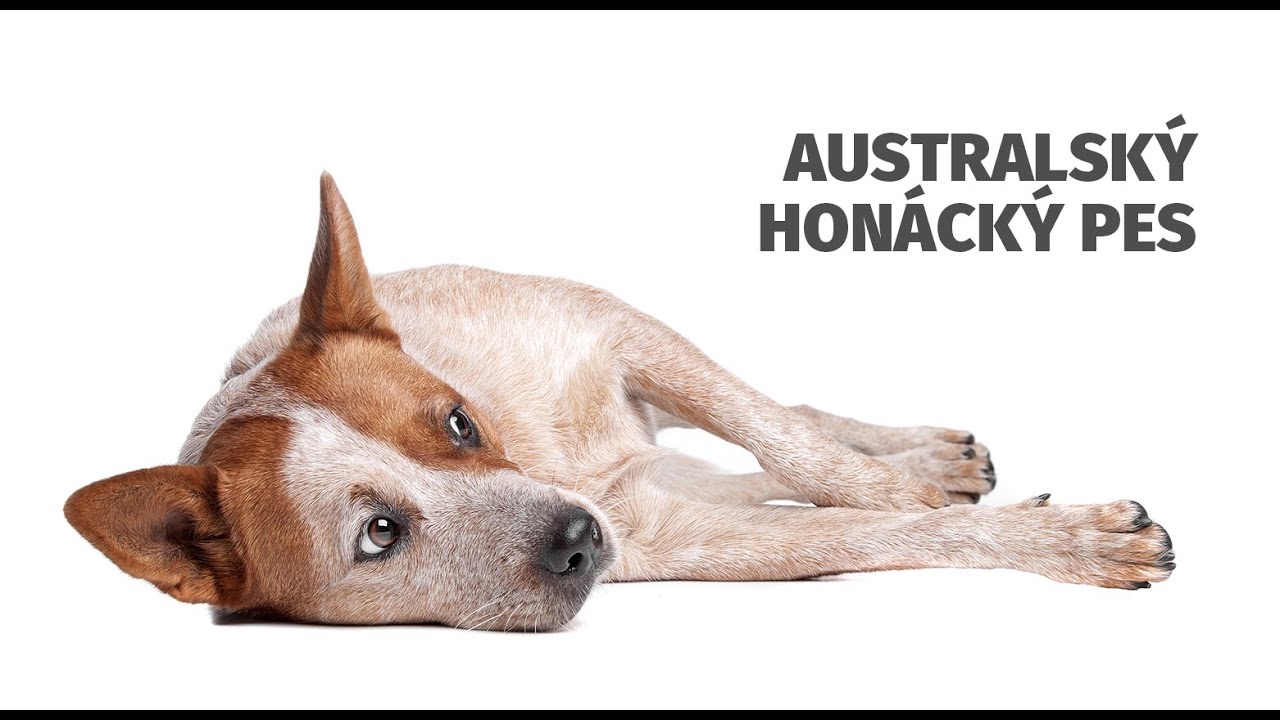 Australský honácký pes - Atlas plemen - Tlapka TV
