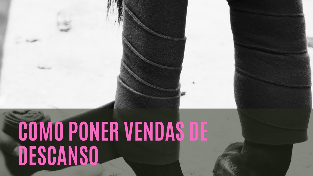 Como poner vendas de descanso 🐴// para que sirven? 🐴🐴