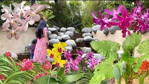 Melihat kebun bunga orkid yang cantik berwarna warni