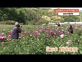 色とりどり5万本180種類 春野町でシャクヤクが見ごろ 【高知】 (21/04/30 19:29)