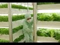 La Agricultura del Futuro...... Japón 2020