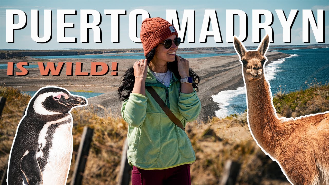 INCREDIBLE Wildlife Encounters in PUERTO MADRYN, ARGENTINA!