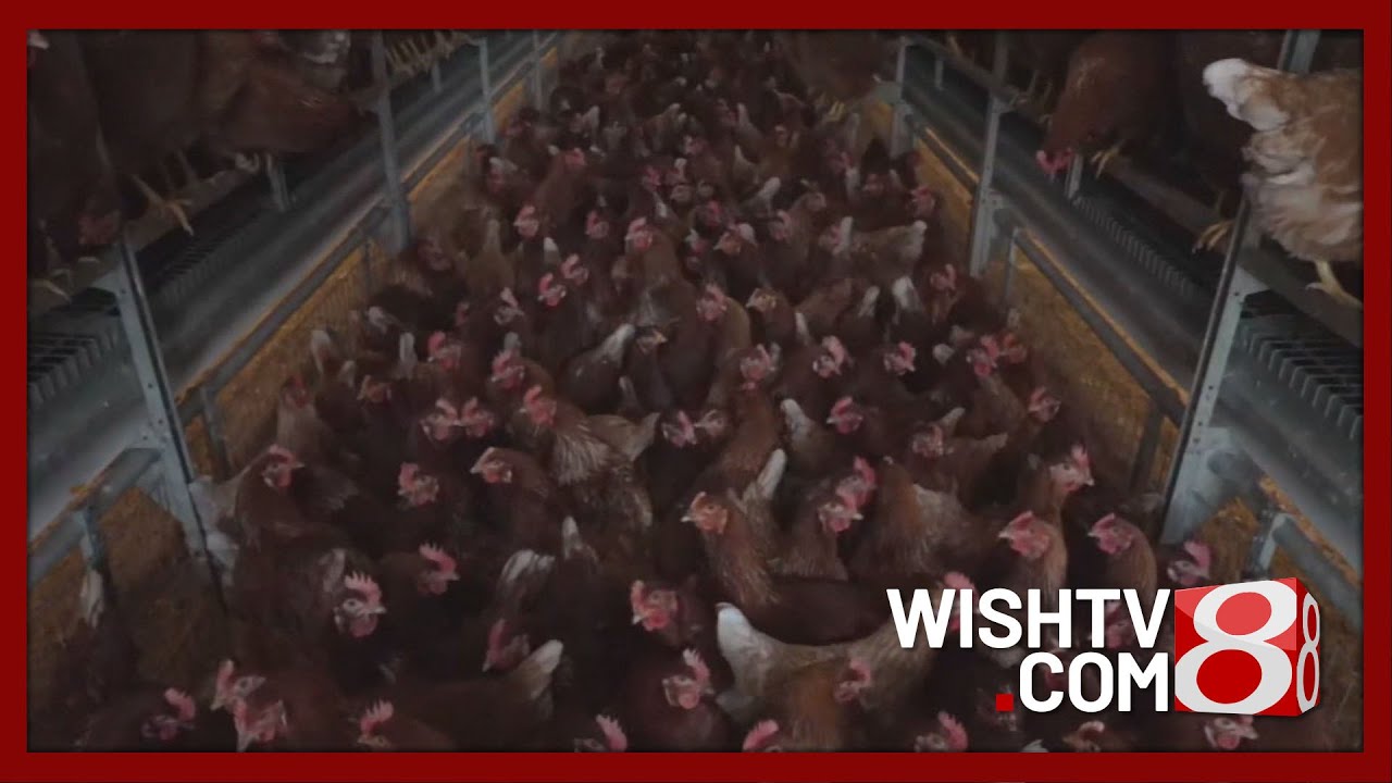 2.8 million chickens killed as bird flu hits Jackson County farm - YouTube
