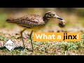 Why a Bird Teams up with a Croc to Protect its Eggs