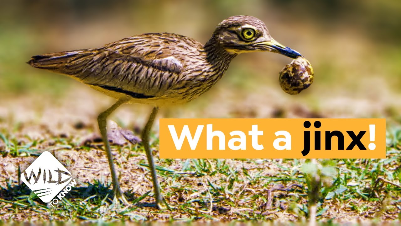 Why a Bird Teams up with a Croc to Protect its Eggs