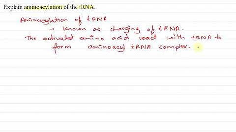Explain aminoacylation of the tRNA