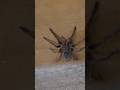 Staying at an Airbnb infested with tarantulas! Full video coming on Sunday! #shorts