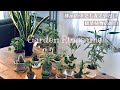 【観葉植物】部屋の中で育てやすい観葉植物の紹介🌵
